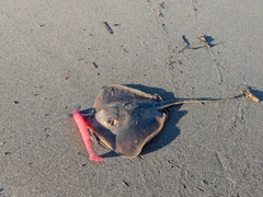 アカエイの釣果