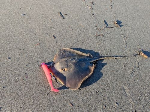 アカエイの釣果