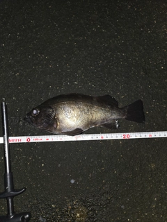 クロメバルの釣果