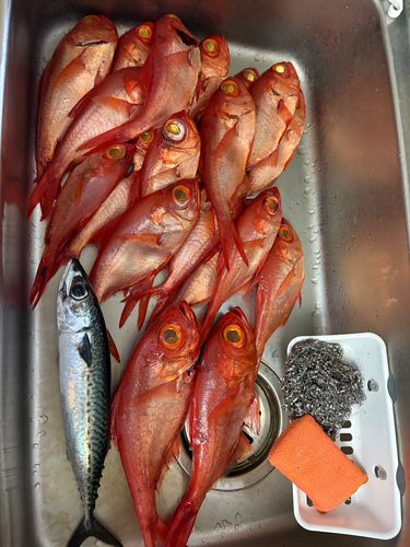 キンメダイの釣果