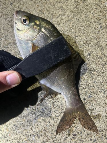 ウミタナゴの釣果