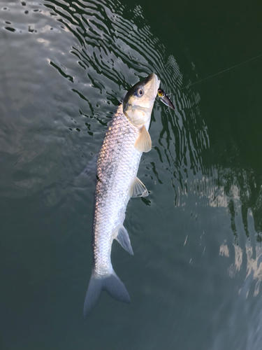 ニゴイの釣果