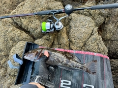 アイナメの釣果