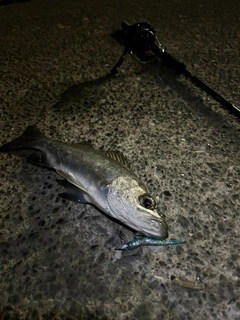 セイゴ（ヒラスズキ）の釣果