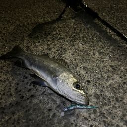 セイゴ（ヒラスズキ）