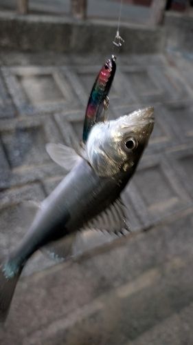 セイゴ（マルスズキ）の釣果