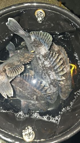 クロソイの釣果