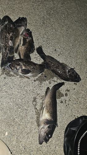 クロソイの釣果