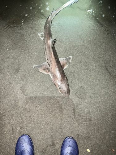 ドチザメの釣果