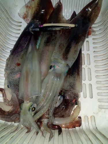 スルメイカの釣果