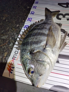 クロダイの釣果