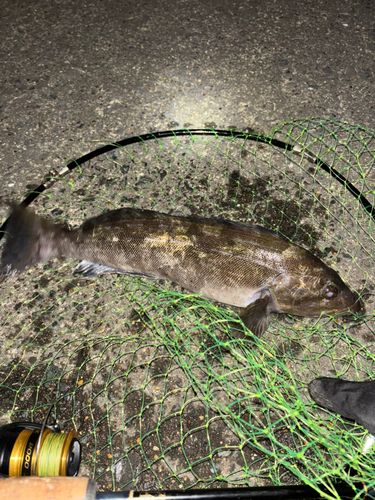 三陸海岸（青森）