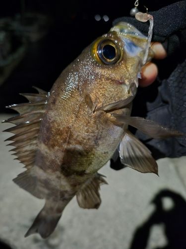メバルの釣果