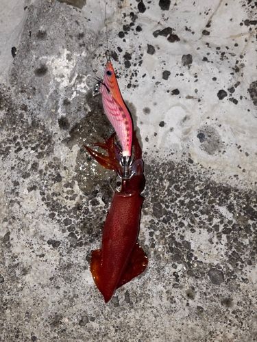 ケンサキイカの釣果