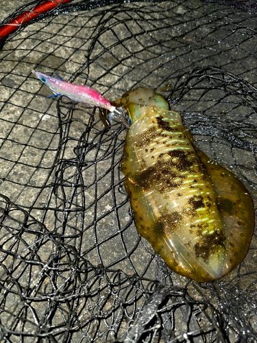 アオリイカの釣果