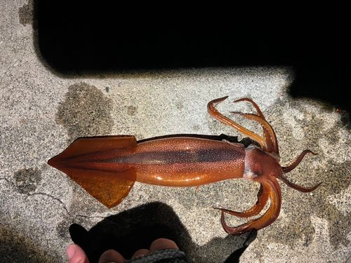イカの釣果