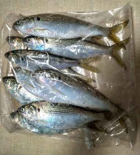 コノシロの釣果