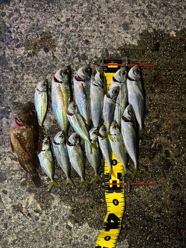 マアジの釣果