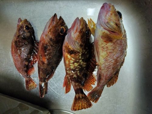 鴨池海づり公園