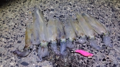 ヤリイカの釣果