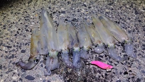 ヤリイカの釣果