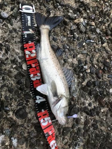 セイゴ（タイリクスズキ）の釣果