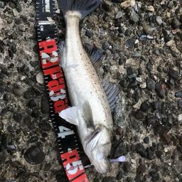 セイゴ（タイリクスズキ）