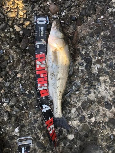 セイゴ（タイリクスズキ）の釣果