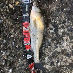 セイゴ（タイリクスズキ）