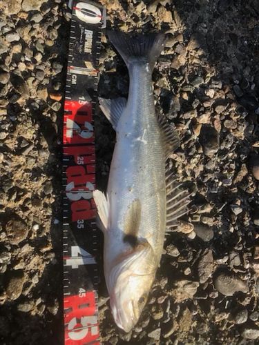 セイゴ（タイリクスズキ）の釣果