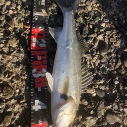 セイゴ（タイリクスズキ）