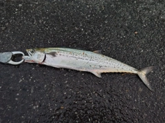 サゴシの釣果