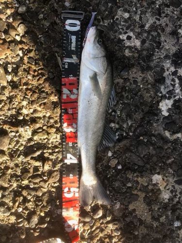 セイゴ（タイリクスズキ）の釣果