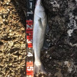 セイゴ（タイリクスズキ）