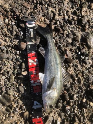 セイゴ（タイリクスズキ）の釣果