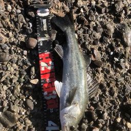 セイゴ（タイリクスズキ）