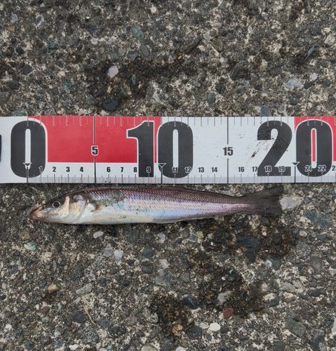 シロギスの釣果