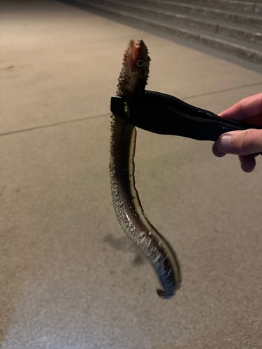 クロアナゴの釣果