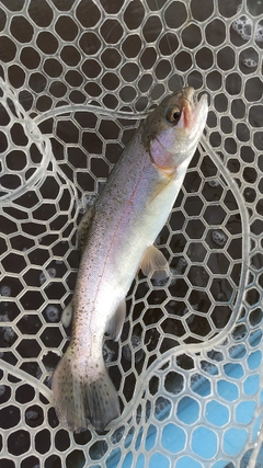 レインボートラウトの釣果