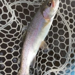 レインボートラウト