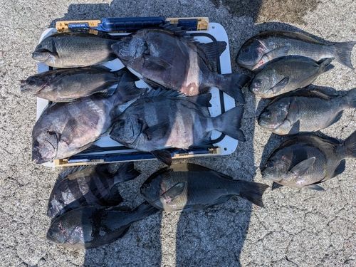イシダイの釣果