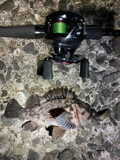 ムラソイの釣果