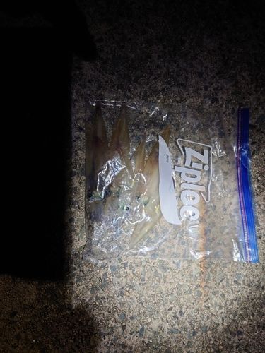 ヤリイカの釣果