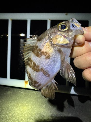 相馬港釣り桟橋