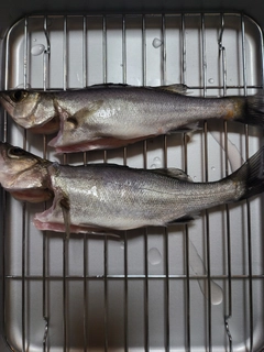 セイゴ（マルスズキ）の釣果