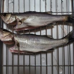 セイゴ（マルスズキ）