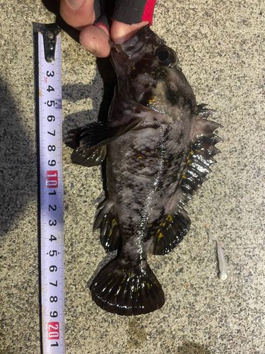 オウゴンムラソイの釣果