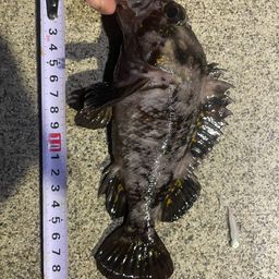 オウゴンムラソイ