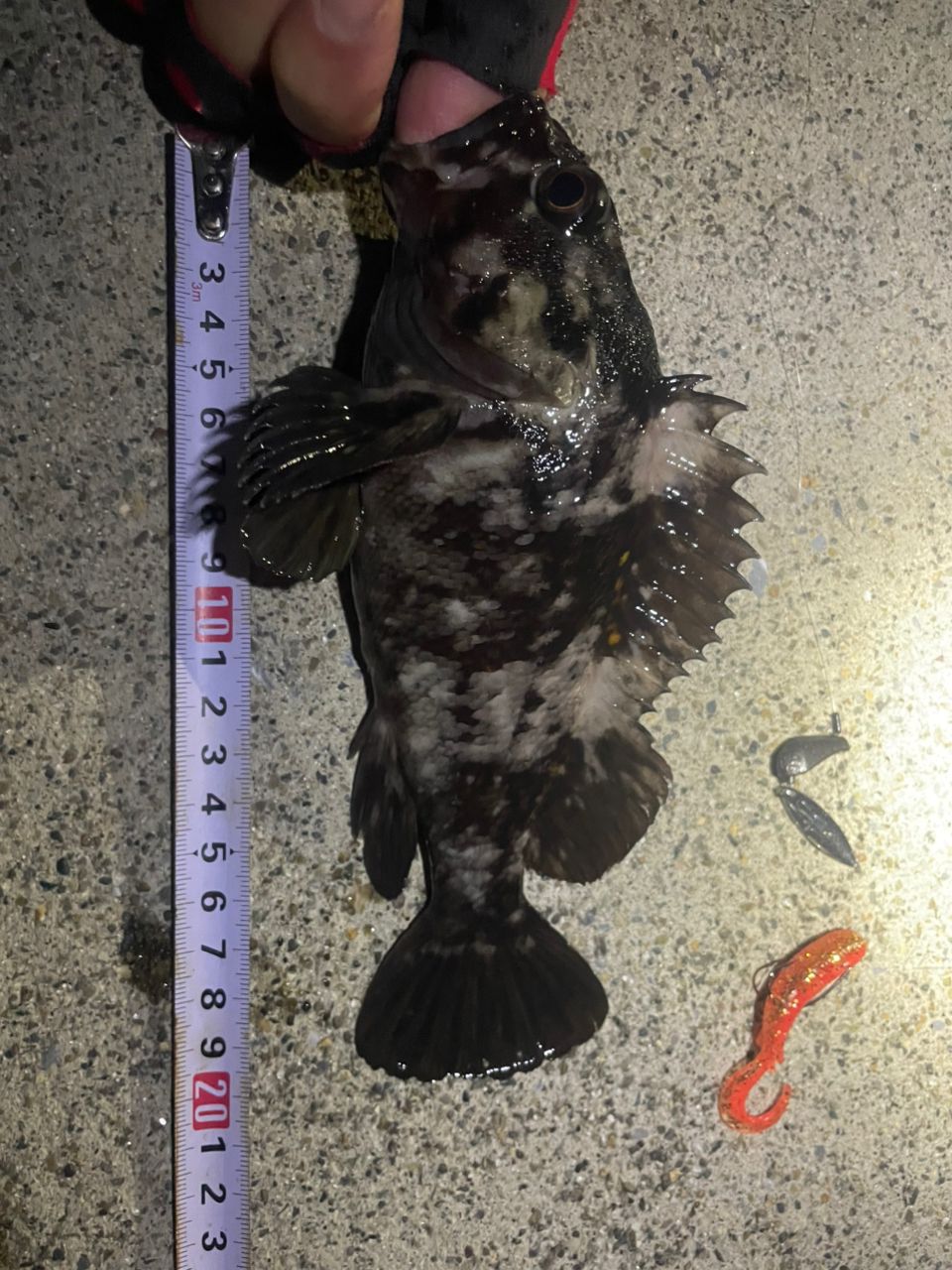 オウゴンムラソイ