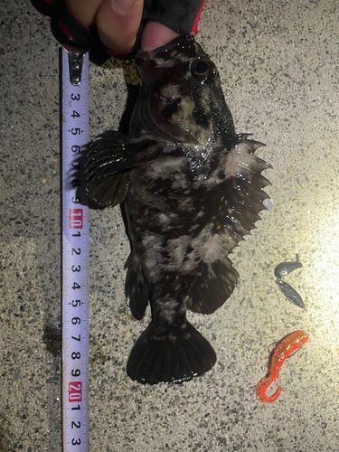 オウゴンムラソイの釣果